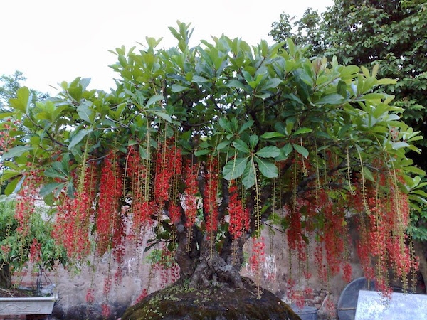 bo-cay-canh-tam-da-gom-nhung-cay-gi-va-y-nghia-ra-sao-1 Chữ Lộc ứng với Tài lộc, còn Vừng mang hàm ý là nhiều