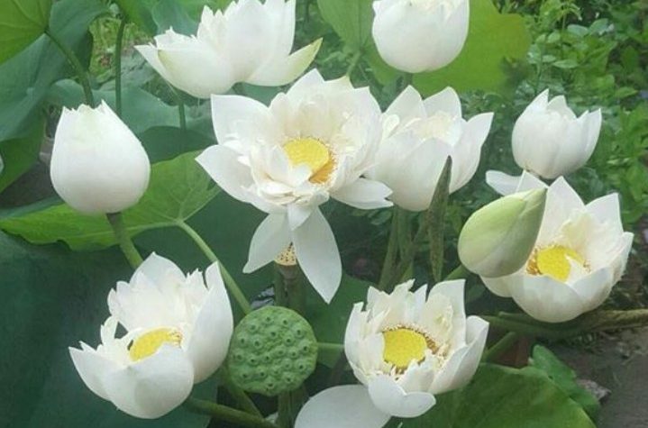 hoa sen trắng trong phong thủy